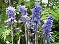2014-0421-1105_Spanish_Bluebells_18.9C